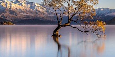 the wanaka tree
