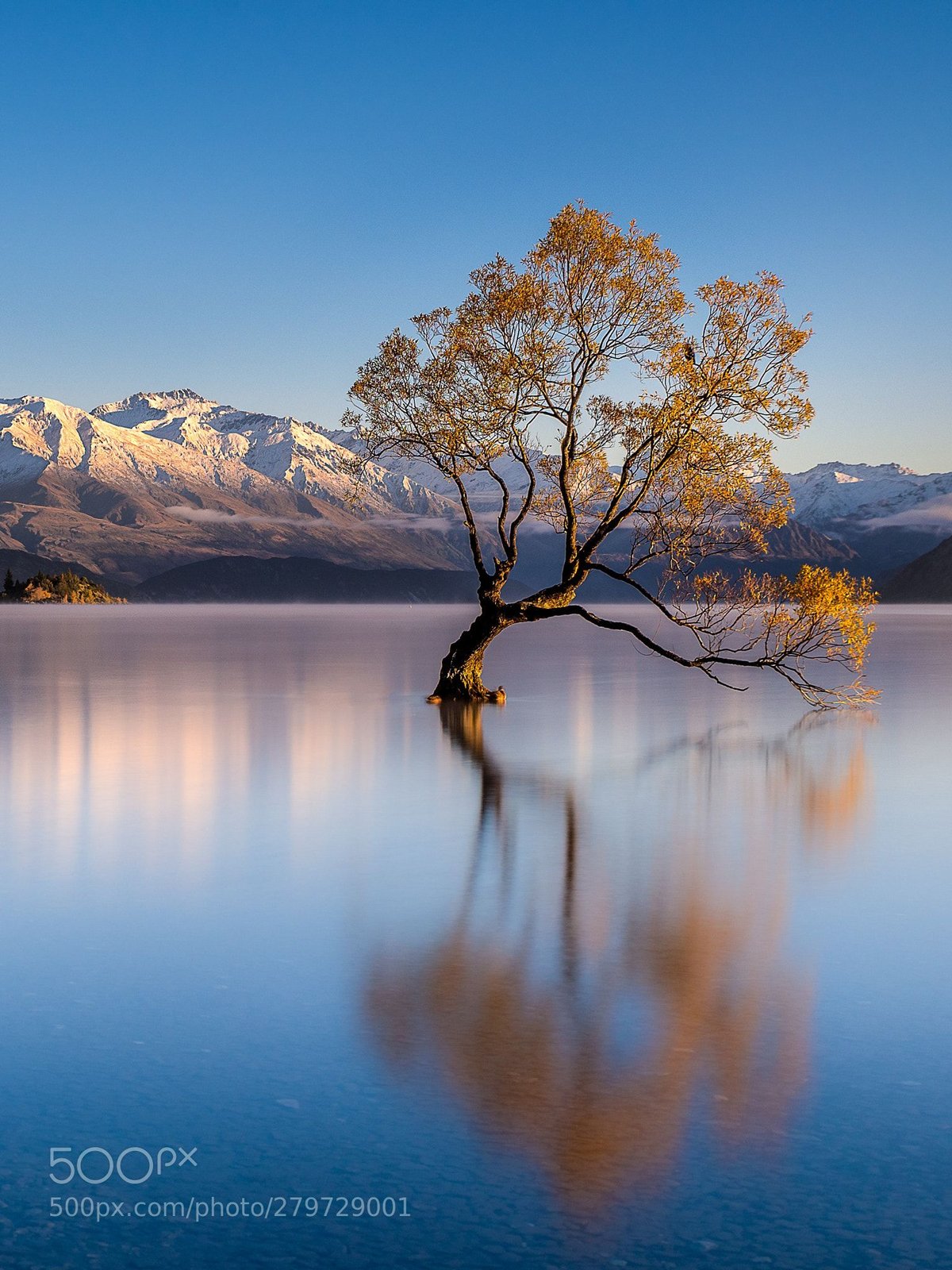 the wanaka tree