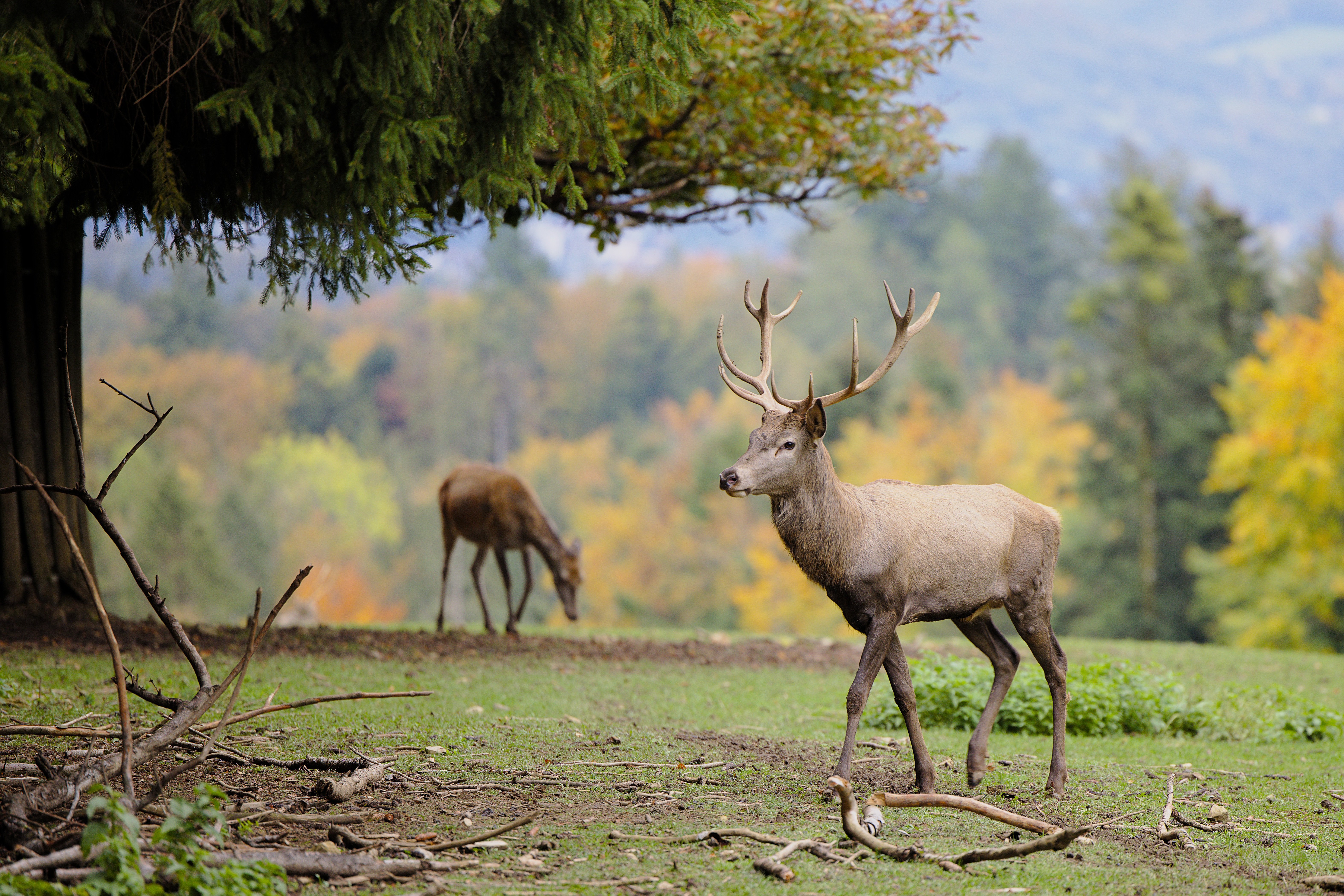 deer-5664425